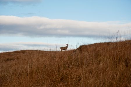 Deer on Jura hillsideの写真素材