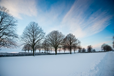 Trees and snowの写真素材