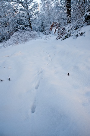 Animal tracks in the snowの写真素材