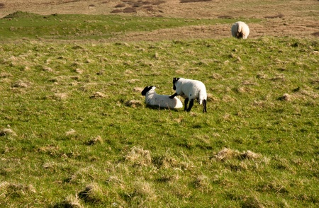 Sheep on the isle of Islayの写真素材