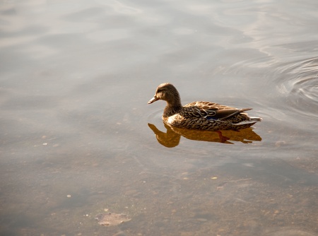 Duck floating in a pondの写真素材