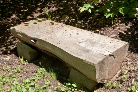 Wooden bench in Washington Park Arboretumの写真素材