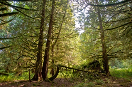 Trees in a wooded forestの写真素材