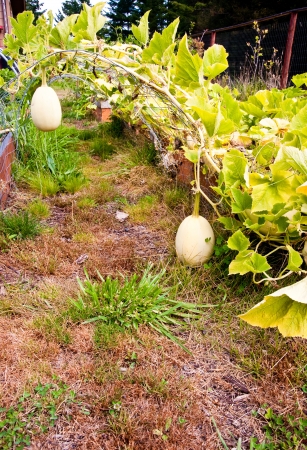 Spaghetti squash in a vegetable gardenの写真素材