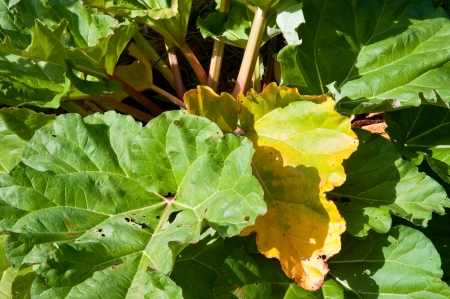 Plant leaves in a vegetable gardenの写真素材