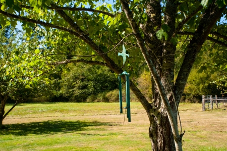 Wind chimes hanging from a treeの写真素材