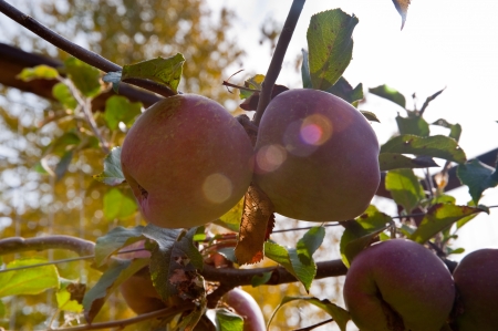 Apples and leavesの写真素材
