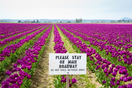 Purple tulips and sign in Skagit Valleyの写真素材