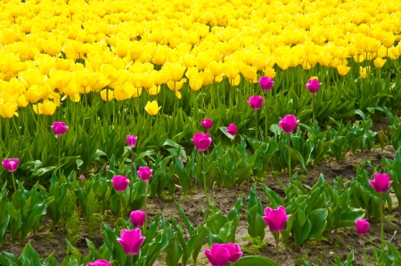 Yellow and pink tulips in Skagit Valleyの写真素材