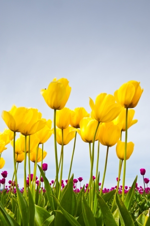 Yellow and pink tulips in Skagit Valleyの写真素材