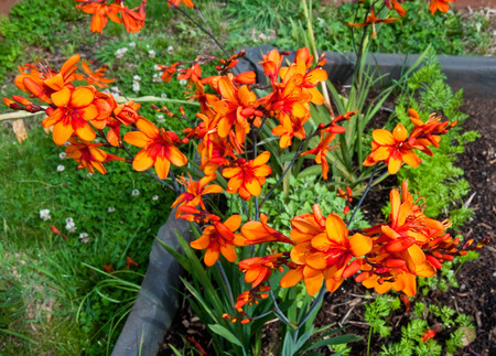 Orange flowers in sunlit gardenの写真素材