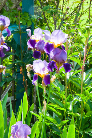 Sunlit iris flowers in a gardenの写真素材