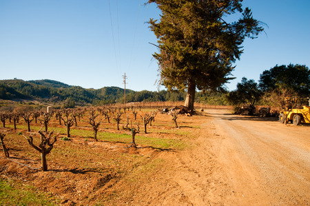 Vineyard in Sonoma Californiaの写真素材