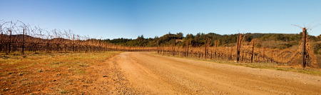 Vineyard in Sonoma County, Californiaの写真素材