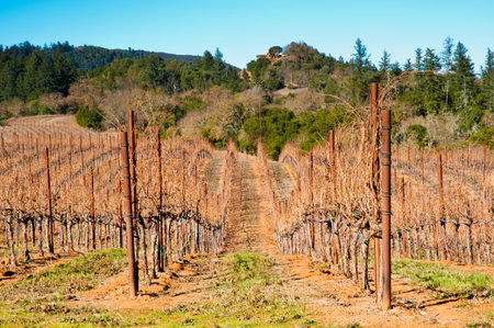 Vineyard in Sonoma County, Californiaの写真素材