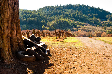 Vineyard in Sonoma County, Californiaの写真素材