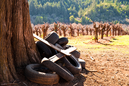 Vineyard in Sonoma County, Californiaの写真素材