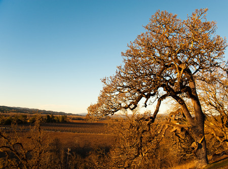 Vineyard in Sonoma CAの写真素材