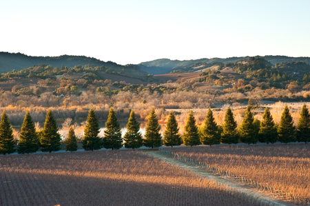 Vineyard in Sonoma Californiaの写真素材