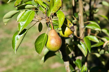 Sunlit pear and leavesの写真素材