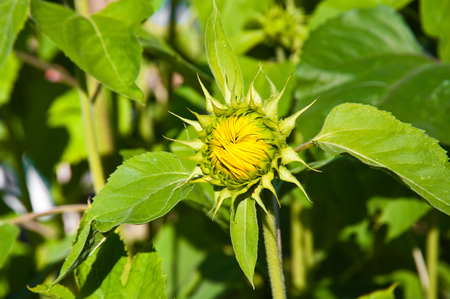 Sunlit sunflowerの写真素材