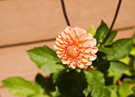 Sunlit flower in a gardenの写真素材