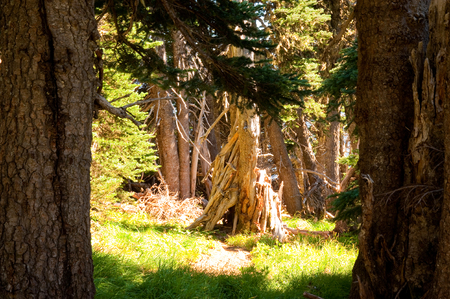 Sunlit trees in a forestの写真素材