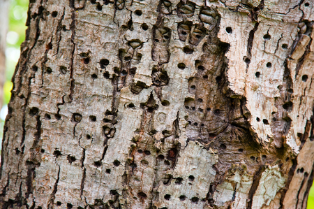 Tree bark with insect holesの写真素材