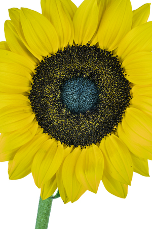 Sunflowerの写真素材