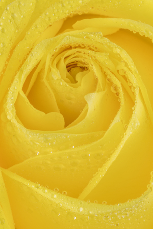 Yellow Roseの写真素材
