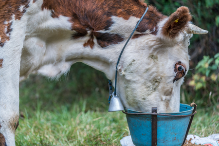 Cow on a summer pastureの写真素材