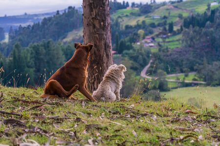 Two dogs sitting watching the horizonの写真素材