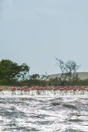 Beautiful view of pink flamingos on the beach. Natural landscape.の写真素材