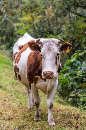 Cow on a summer pastureの写真素材