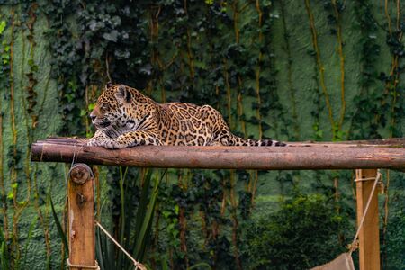 Jaguar resting in the grass, nature, wild animals.の写真素材