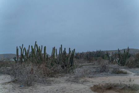 Beautiful views, Desert Sand Mountain Scenery, sand dunes with cactusの写真素材