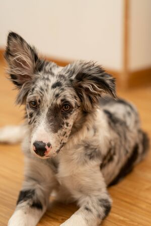 Dog Puppy Border Collie Merleの写真素材