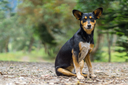Dog with big ears sitting