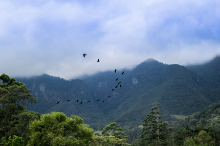 Birds flying free in nature