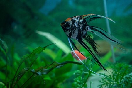Multicolored fish in an aquariumの写真素材