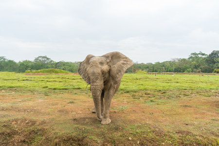 African elephants in the wild, beautiful sceneryの写真素材