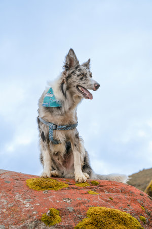 Beautiful merle border collie dogの写真素材