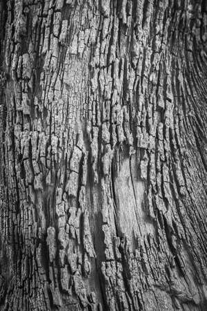 Black and white tree bark texture の写真素材