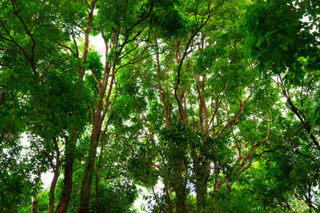 Beautiful green forest.