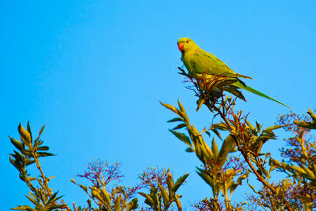 grass parrotの写真素材