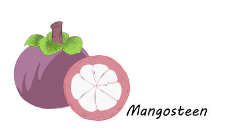 Vector illustration of mangosteen isolated on white background. Tropical fruits in south east asiaのイラスト素材