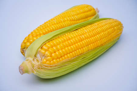Fresh corn or maize isolated in white backgroundの写真素材