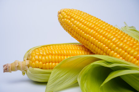 Fresh corn or maize isolated in white backgroundの写真素材