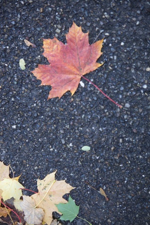 Macro maple leafの素材