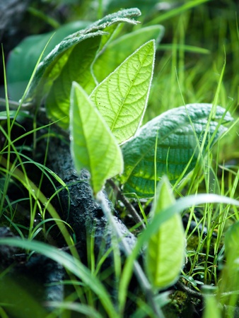 green leavesの写真素材